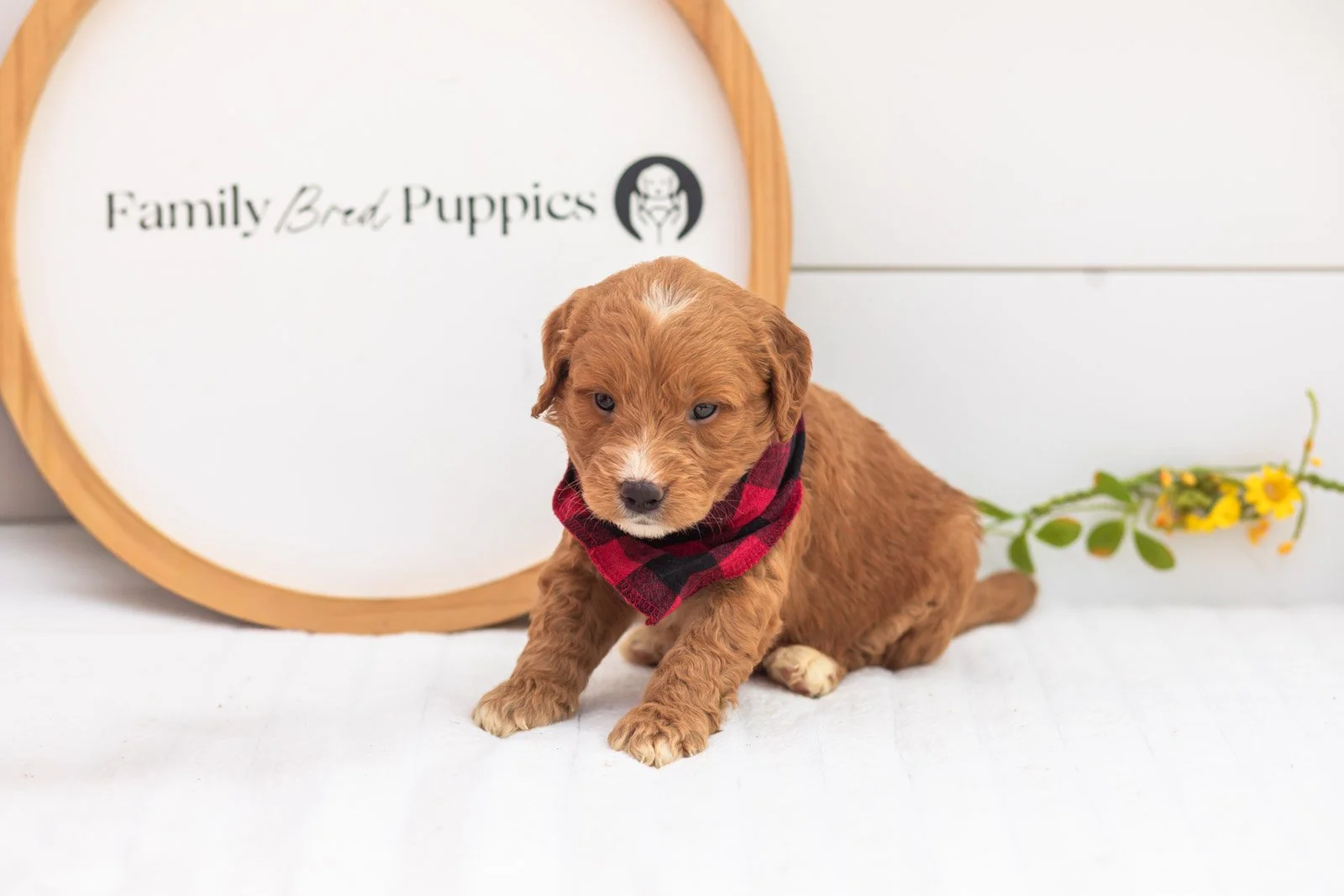 Hunter goldendoodle for sale(2).jpg