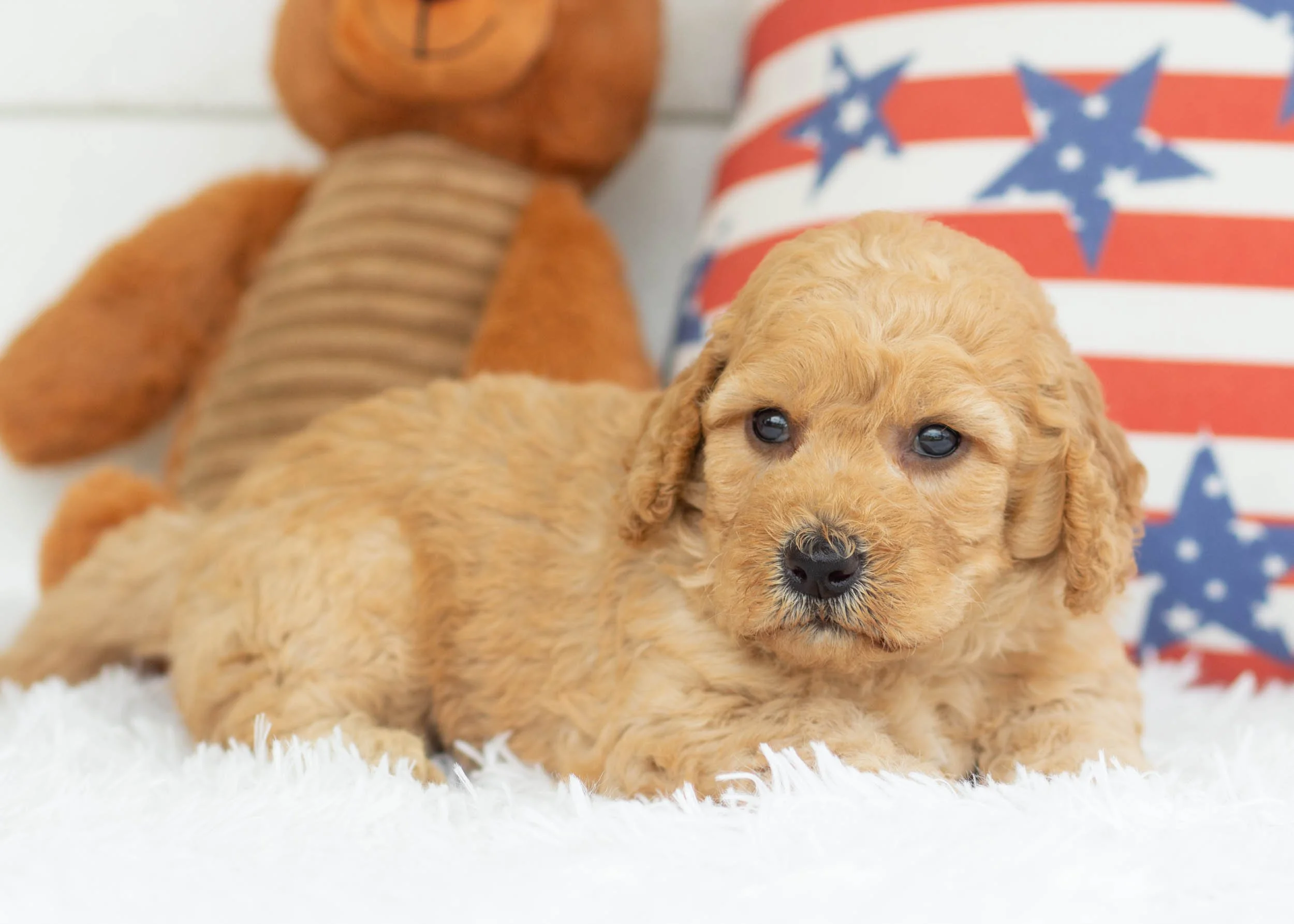 Taki Goldendoodle For Sale(2).jpg