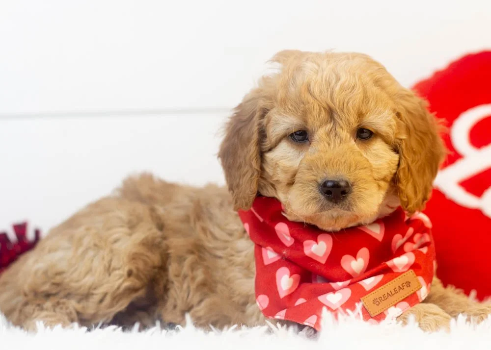 Peter goldendoodle for sale(3).jpg