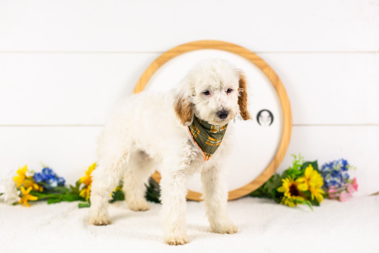 Bentley goldendoodle for sale.jpg