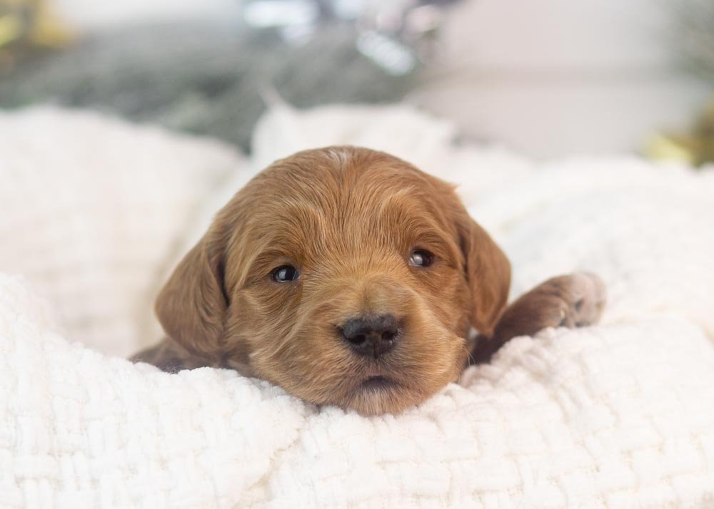 lullaby goldendoodle for sale.jpg