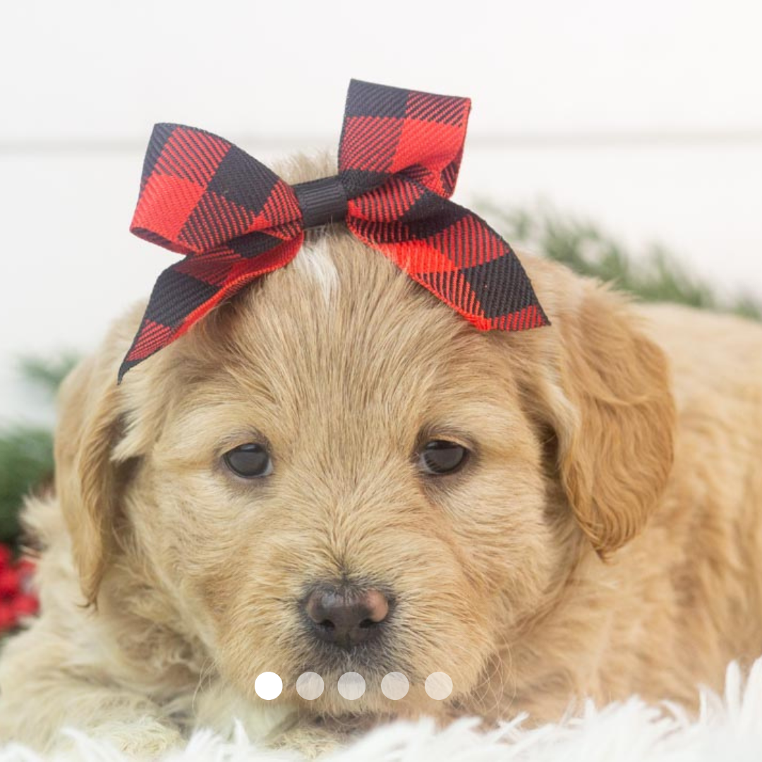 Copy of FBP Design.png