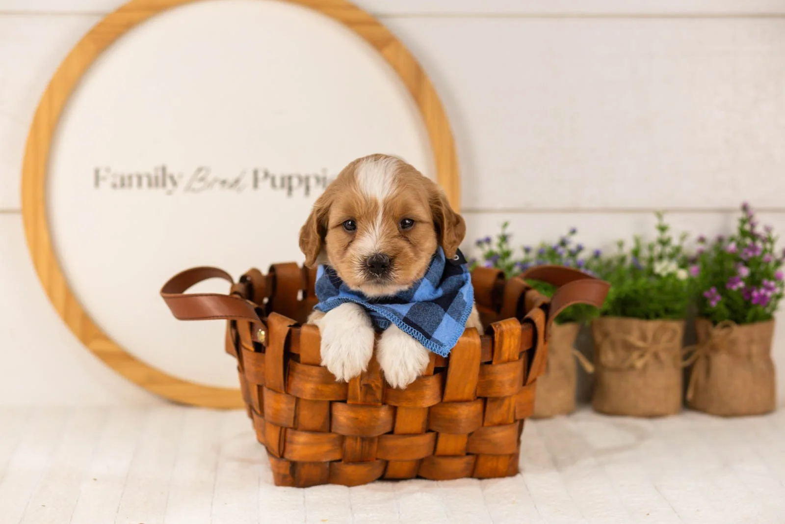 Greg goldendoodle for sale(4).jpg