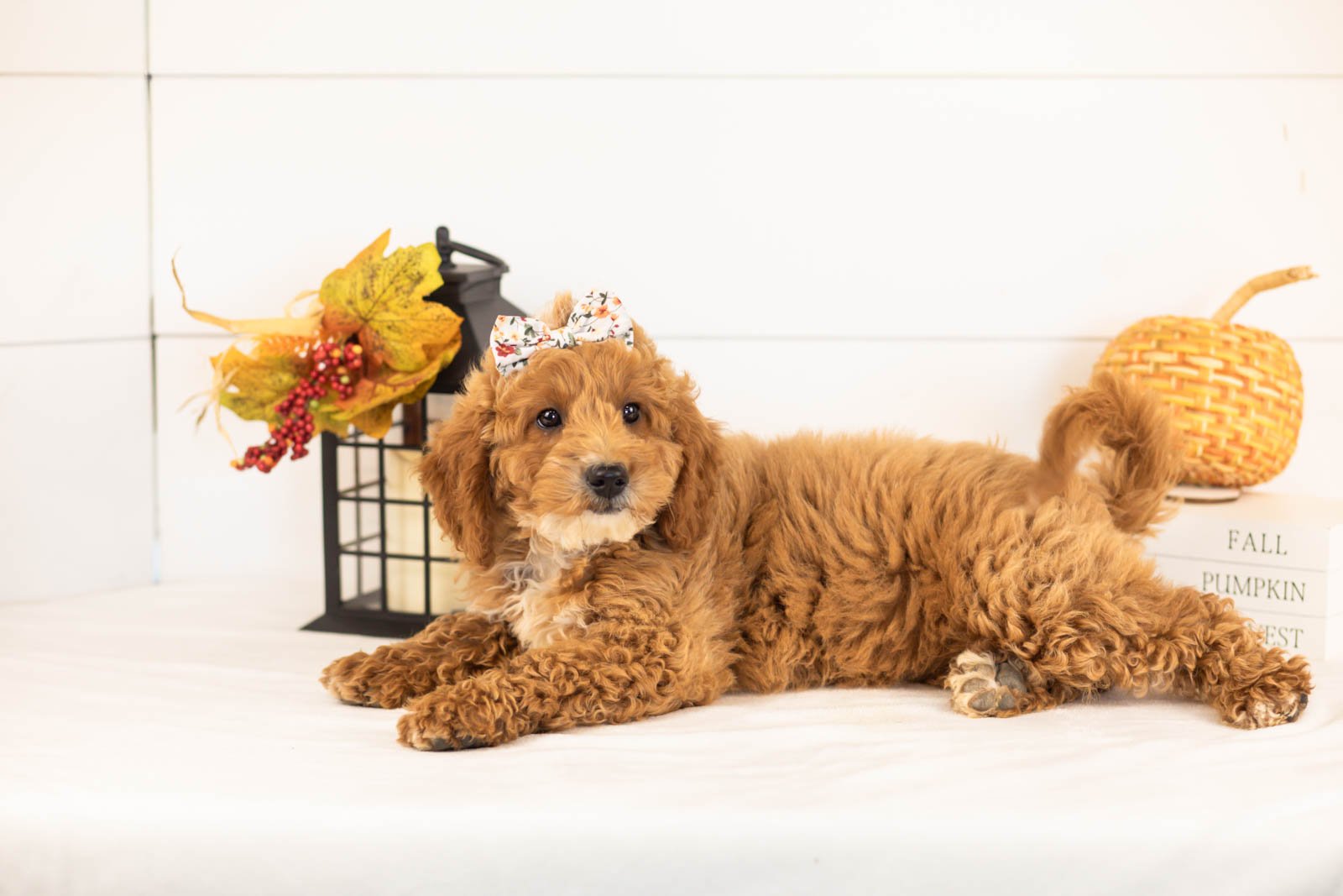 Flora goldendoodle for sale 5.jpg
