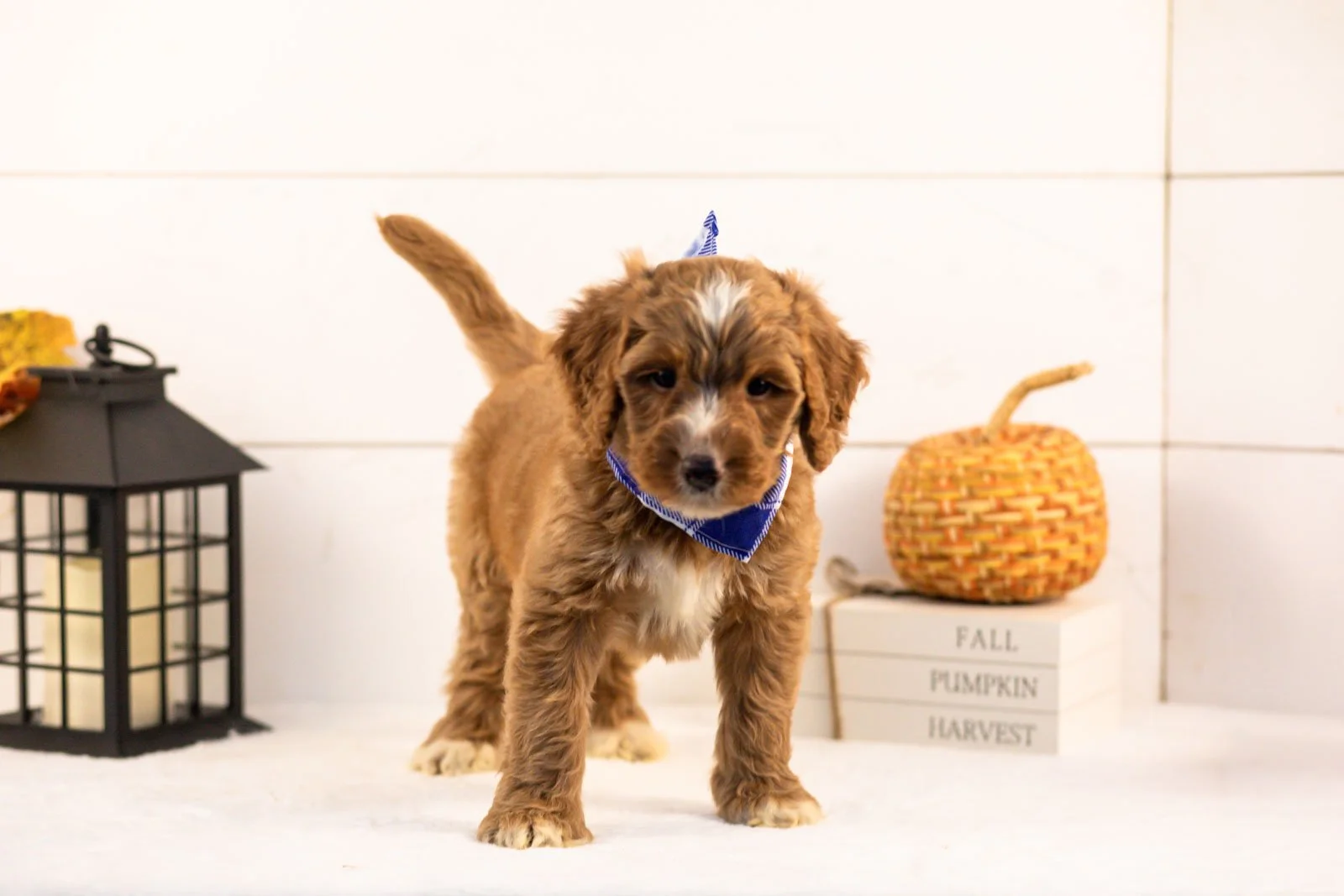 Andes goldendoodle for sale 3.jpg