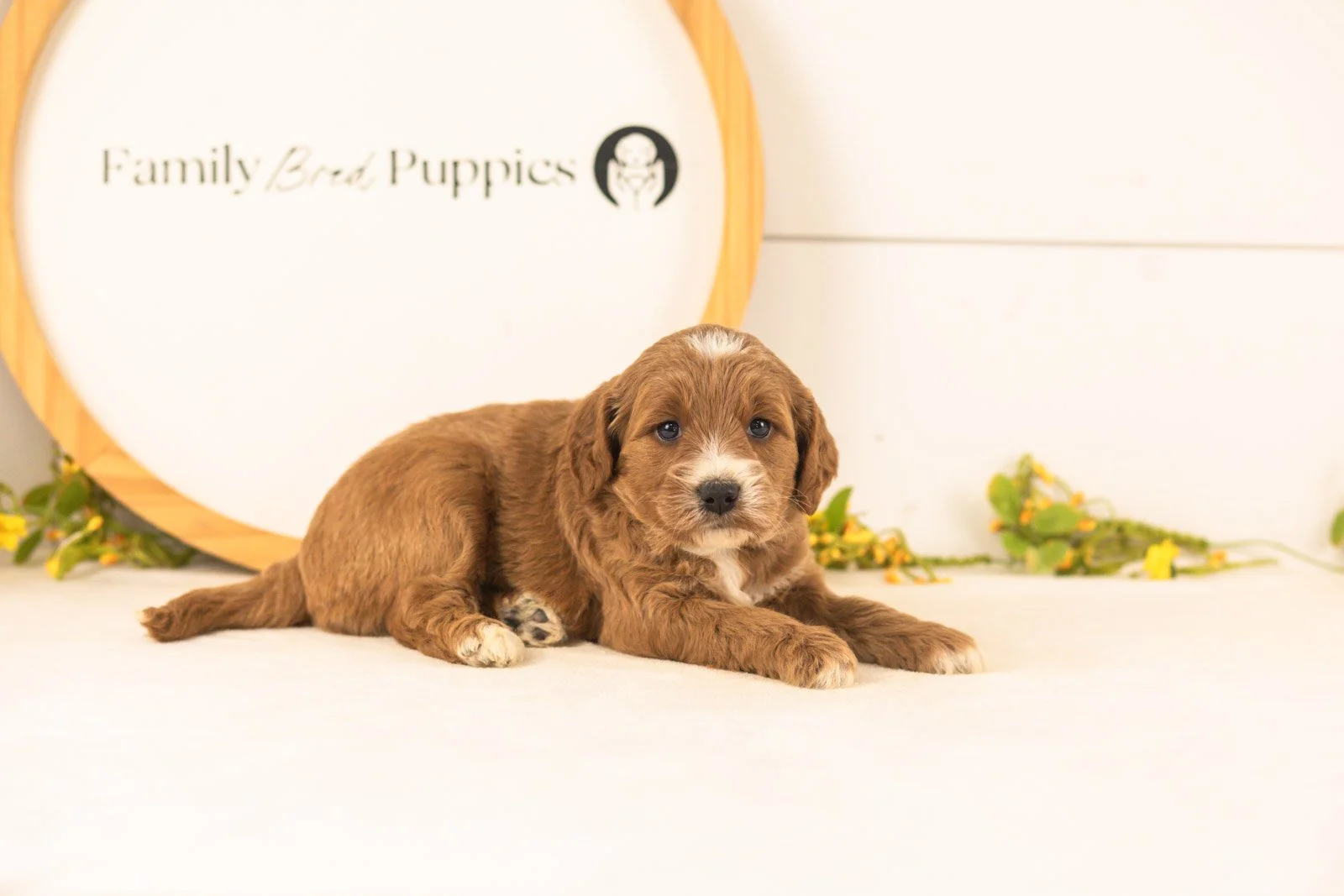 Opal goldendoodle for sale(1).jpg