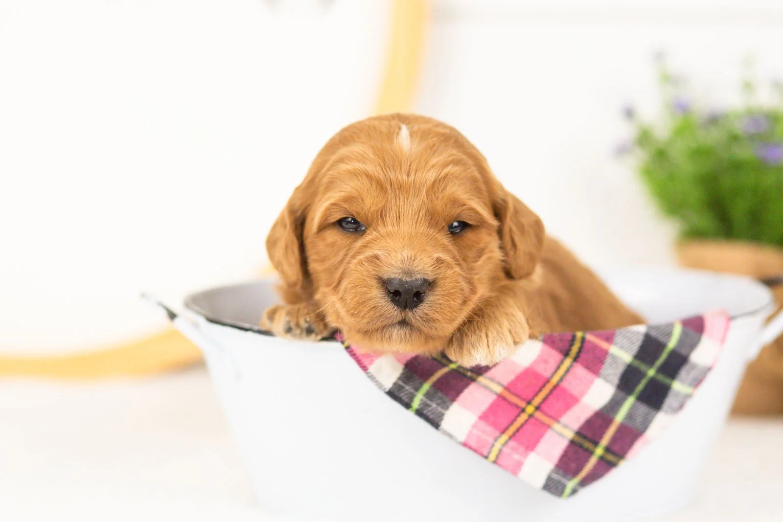 Cha cha goldendoodle for sale(2).jpg
