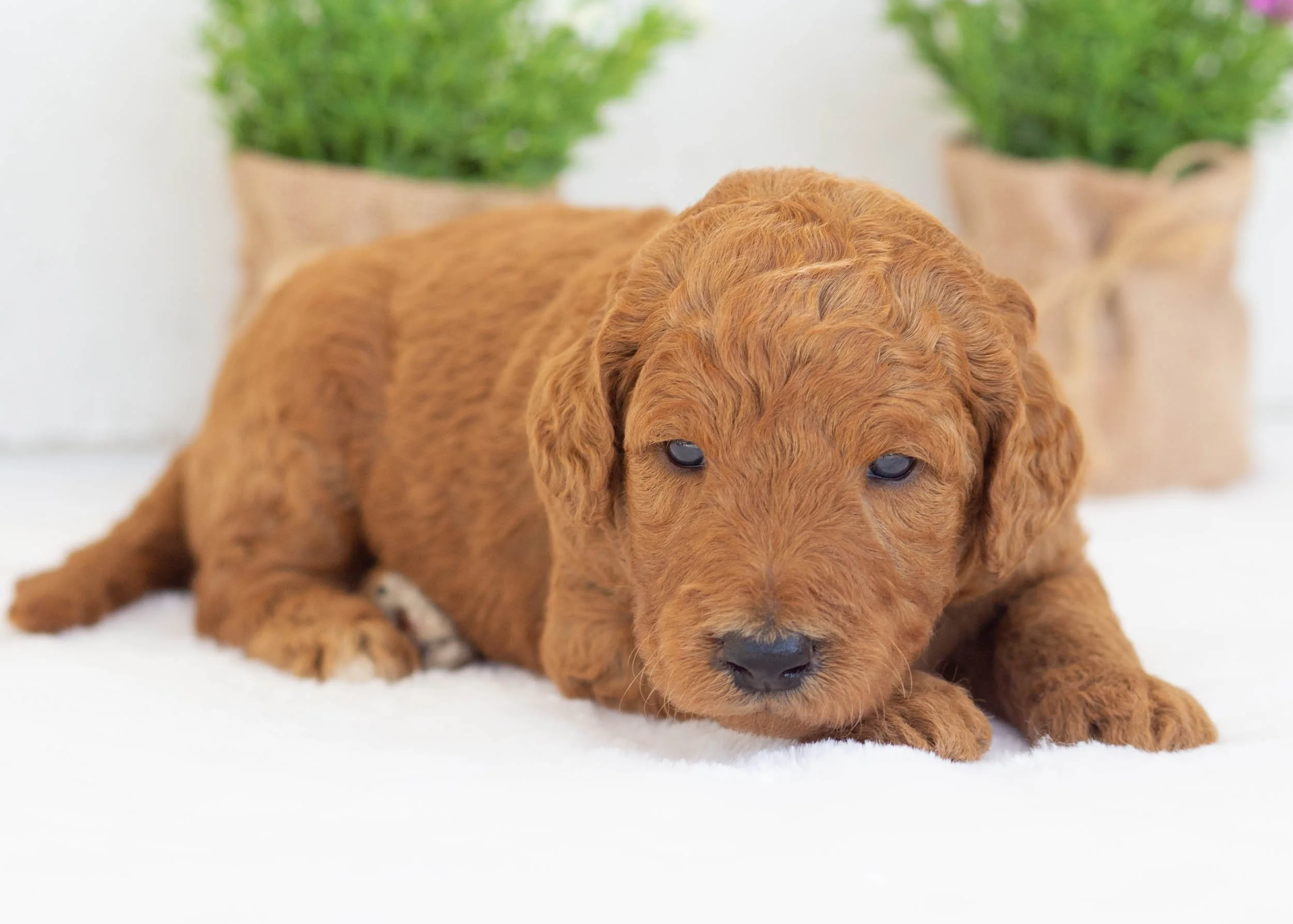 bammbamm goldendoodle for sale(1).jpg