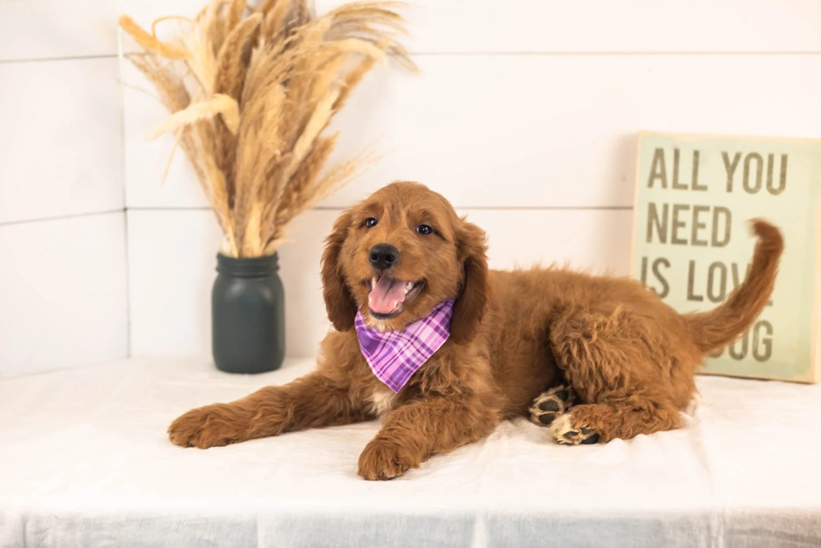 Oscar goldendoodle for sale.jpg