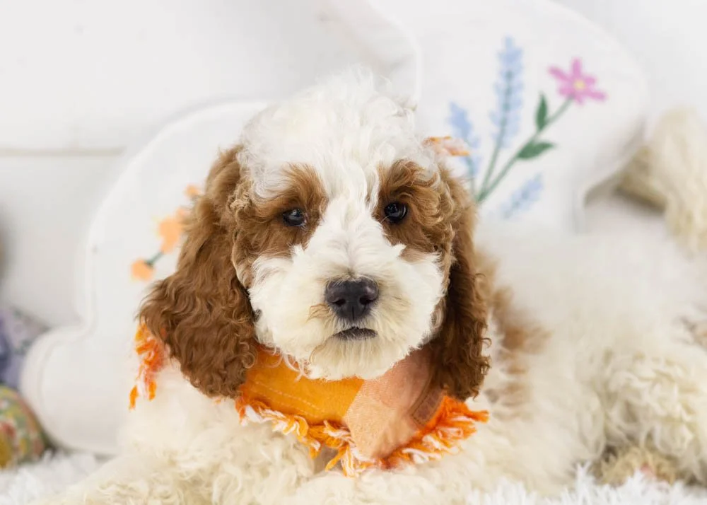 goldendoodle for sale