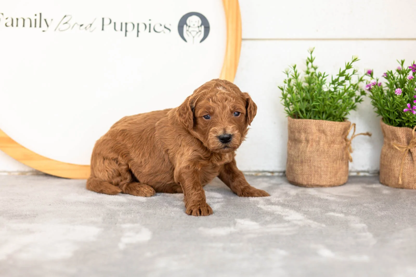 Lux goldendoodle for sale(1).jpg