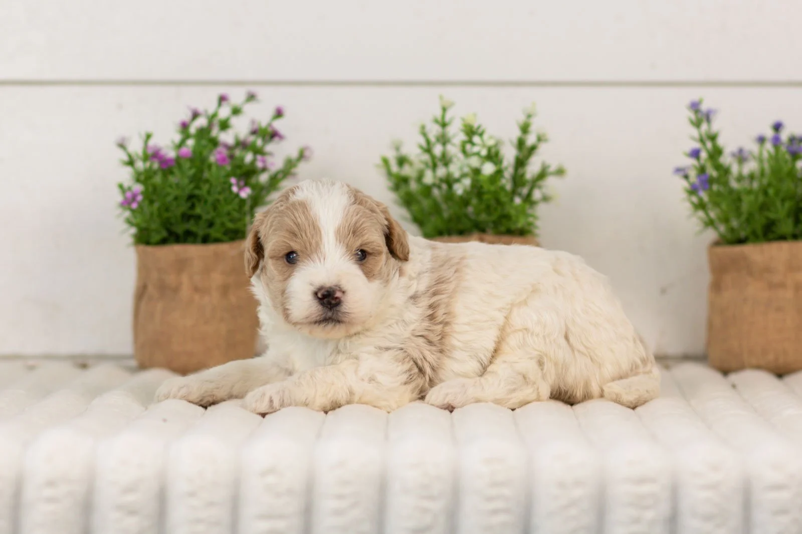 Dee goldendoodle for sale.(2).jpg