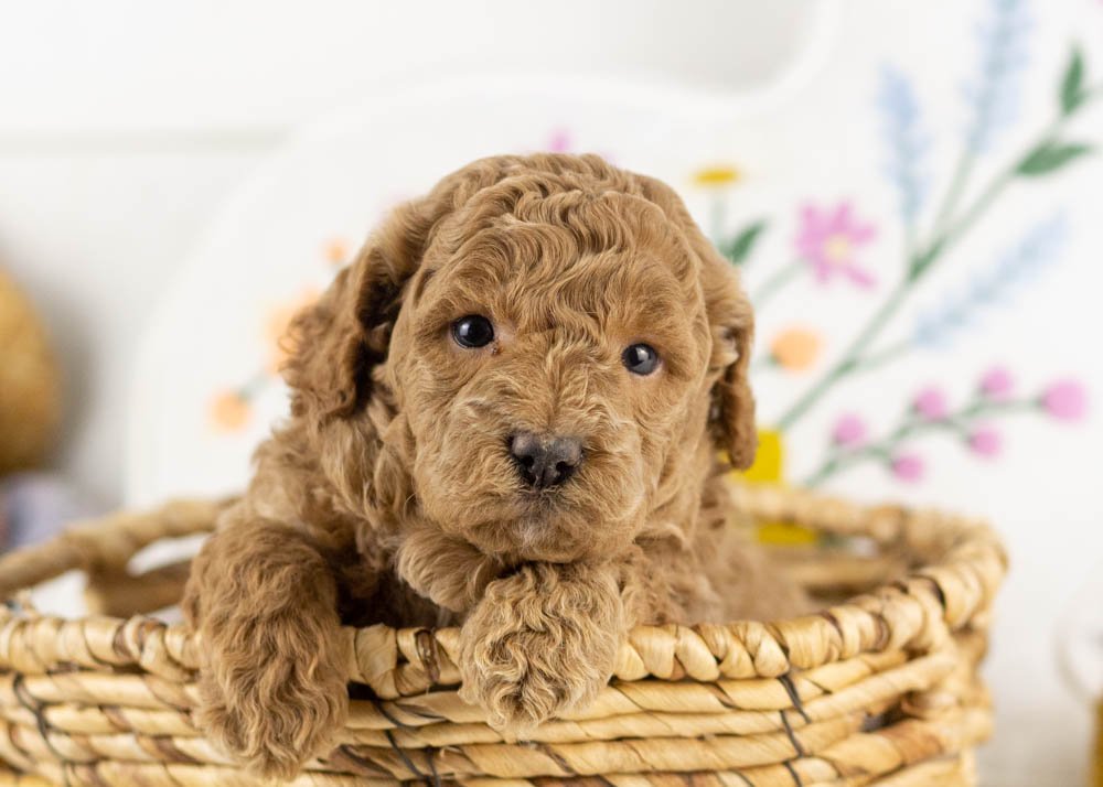 jasmine goldendoodle for sale(1).jpg