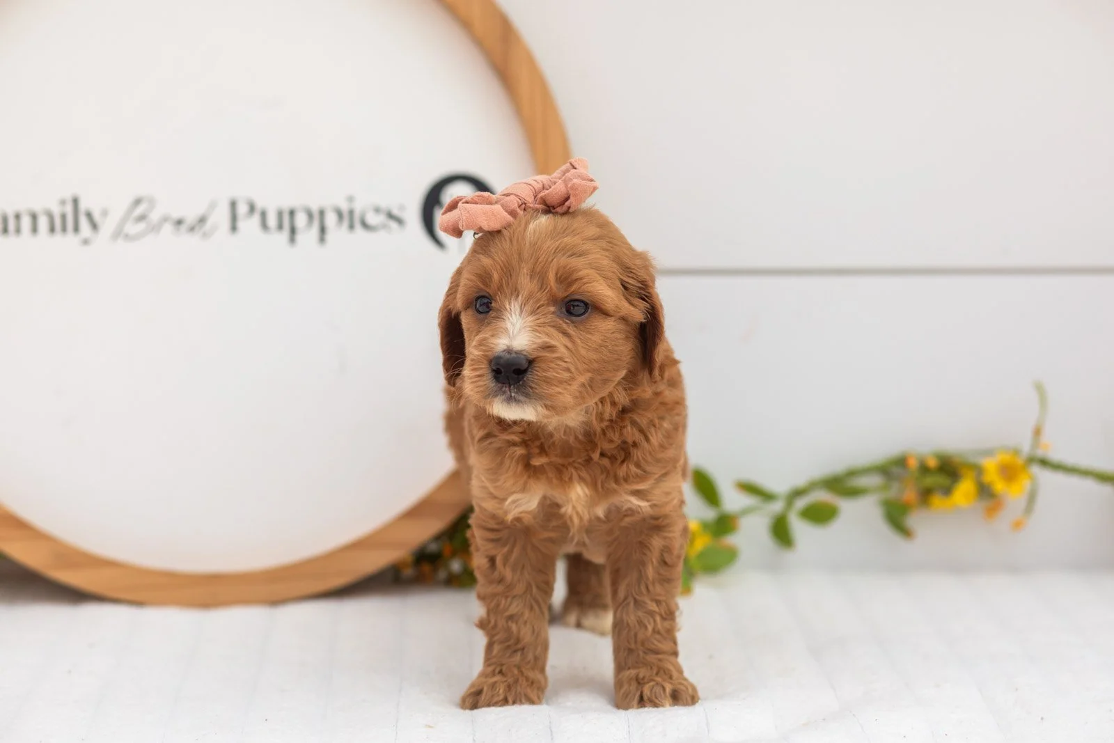 Holly goldendoodle for sale.jpg