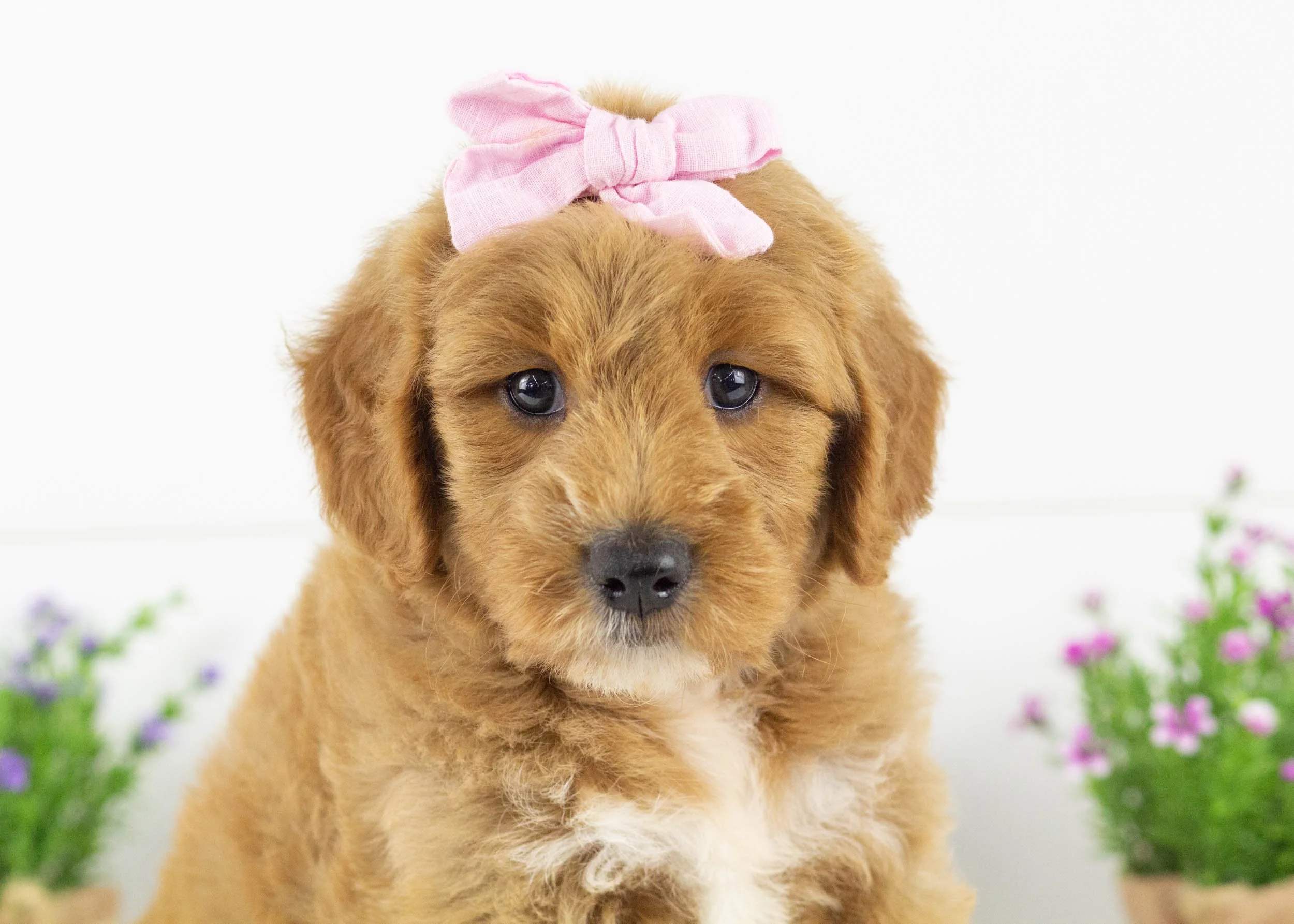 Sparrow goldendoodle for sale8.jpg
