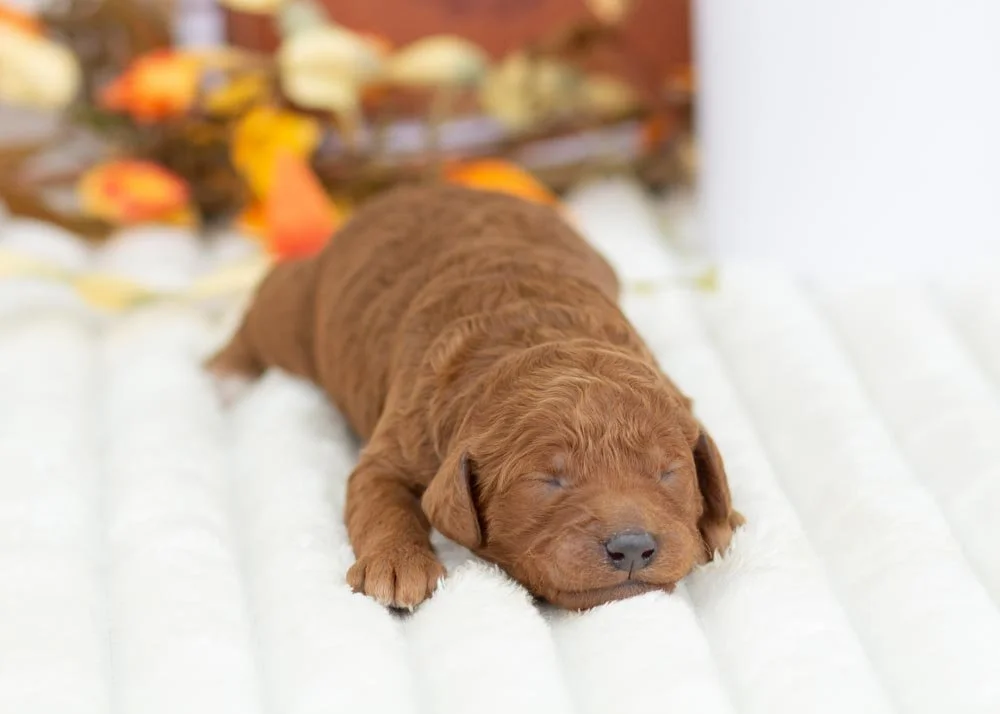 Mrs. Claus Goldendoodle for sale(1).jpg