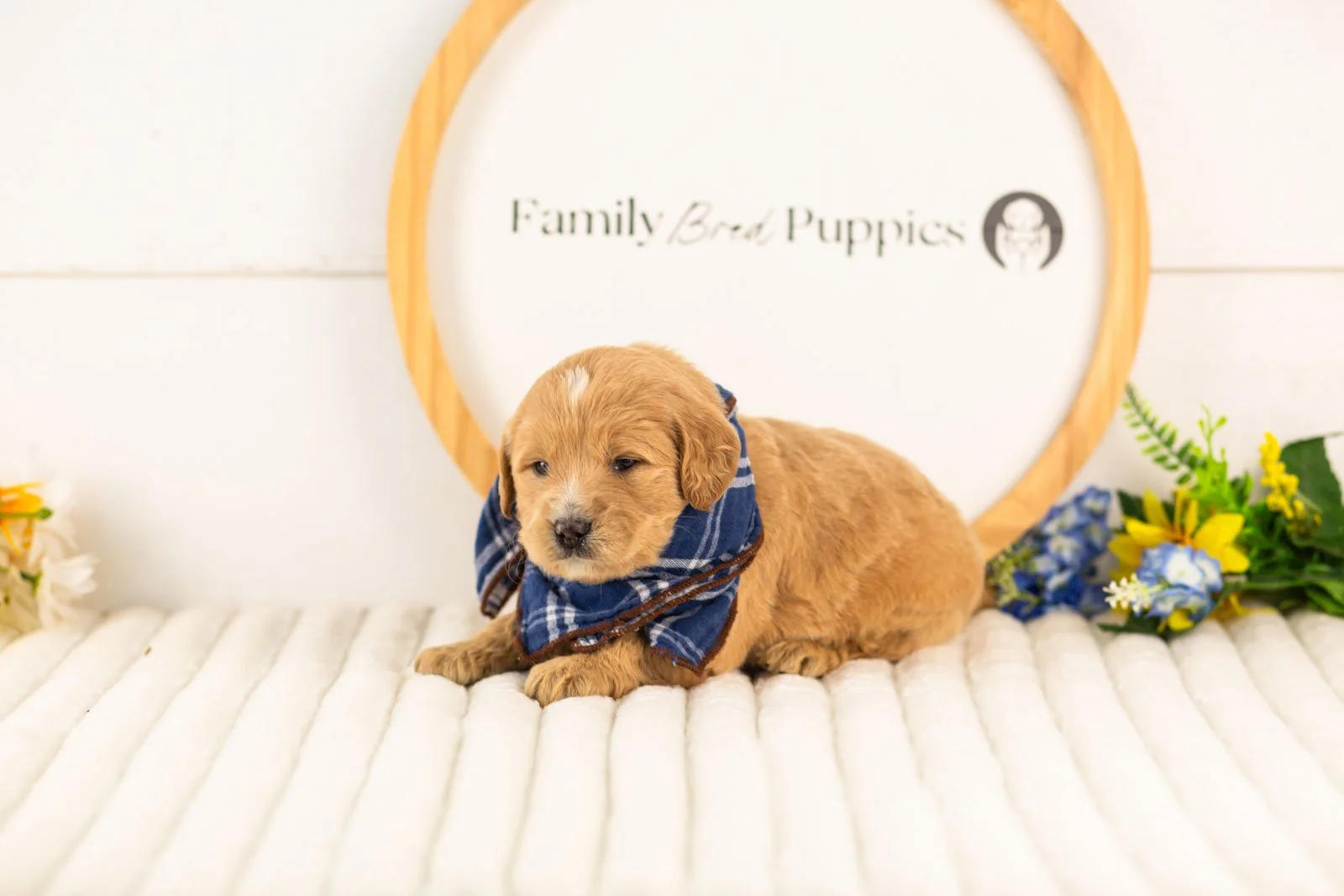 frodo goldendoodle for sale(1).jpg