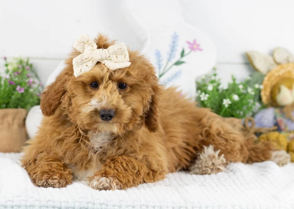 chilli goldendoodle for sale.jpg