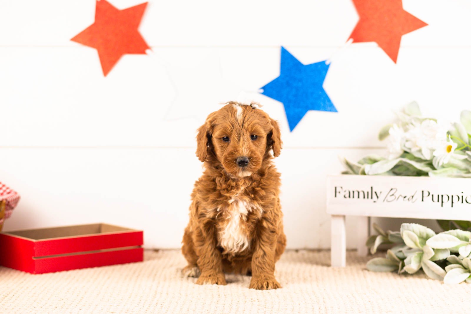 rosalind goldendoodle for sale(2).jpg