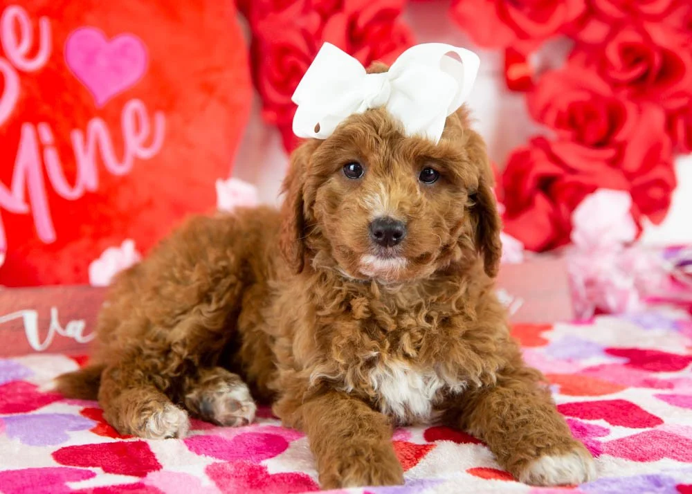 Jesse 11-29-25 F Loretta Lynn 5.42-2.jpg