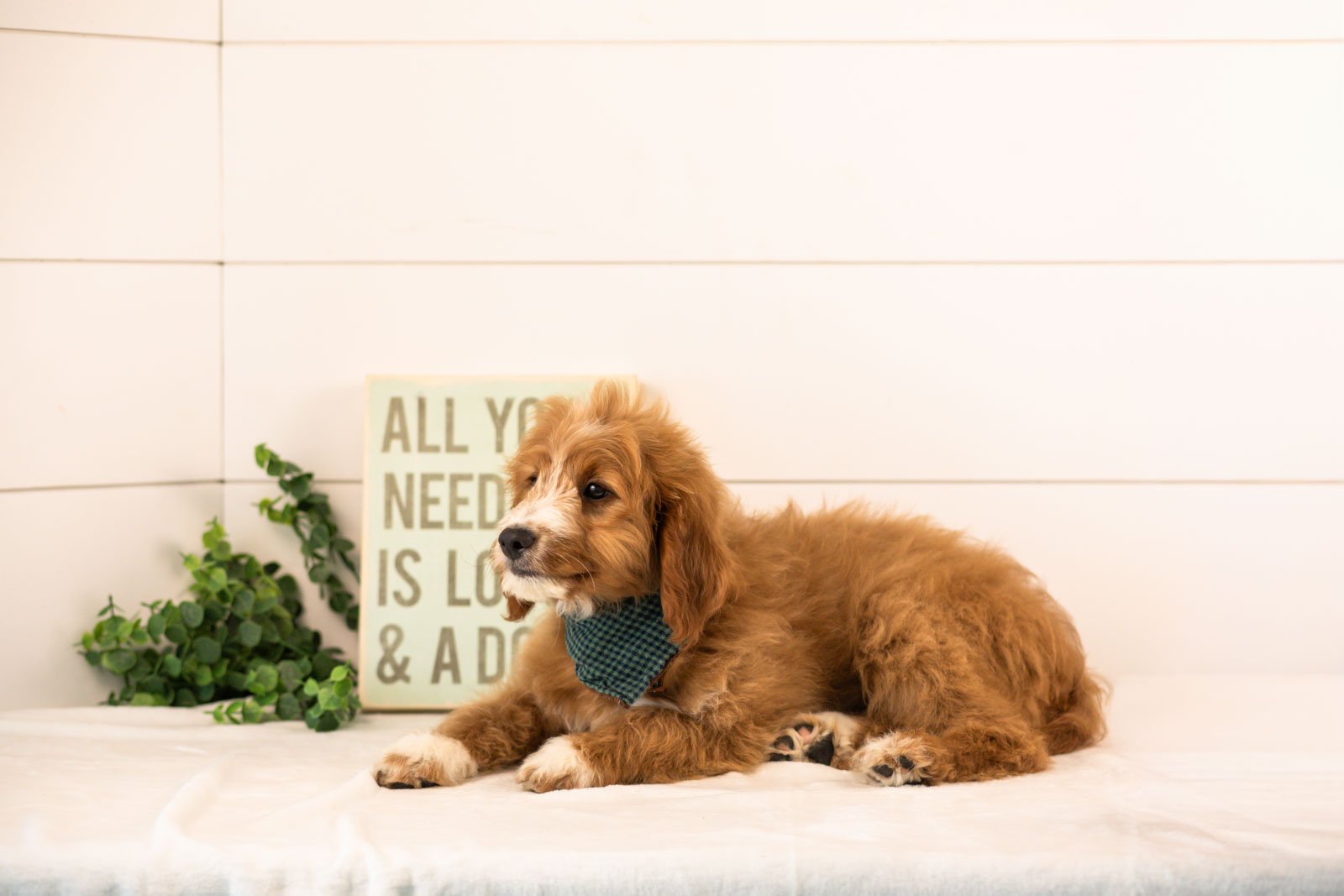 Gruyere goldendoodle for sale.jpg
