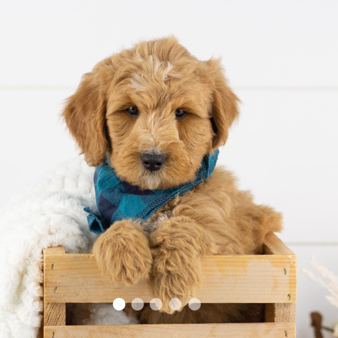 Copy of FBP Design.png