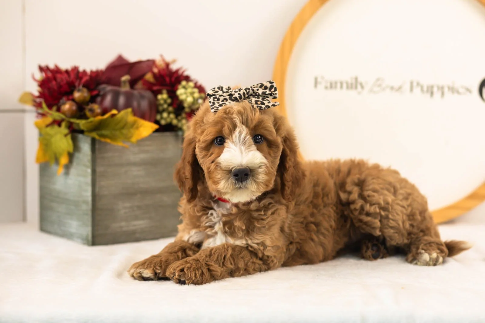 Larisa goldendoodle for sale.jpg