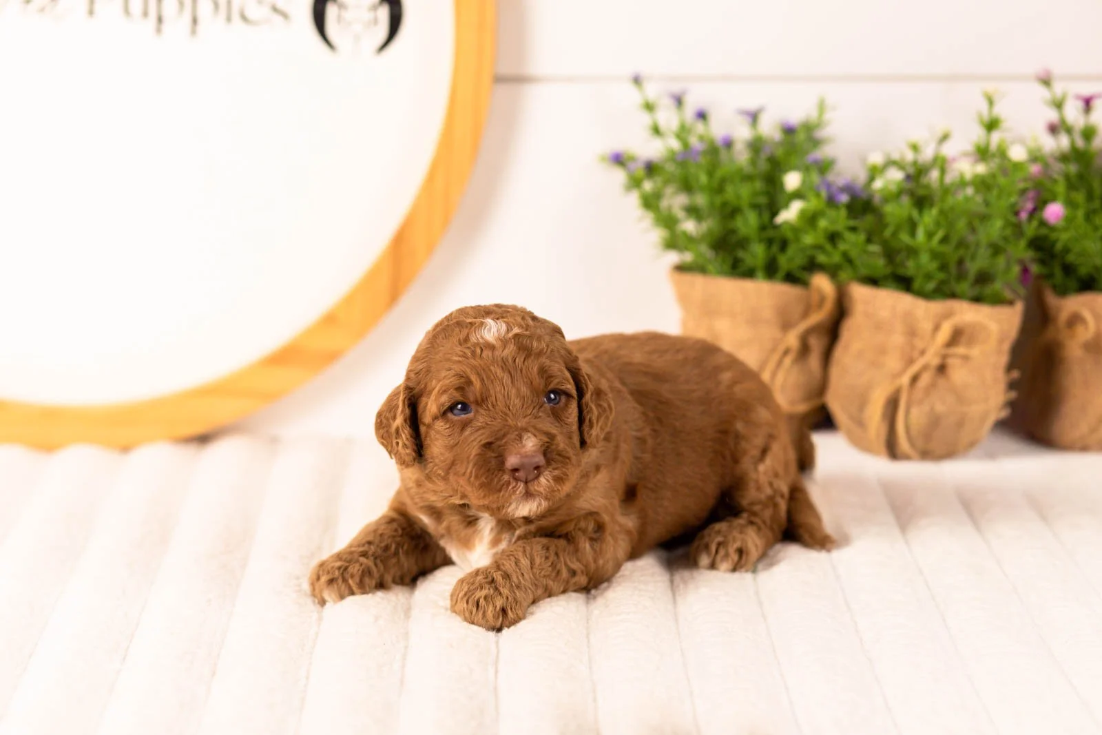 Layla goldendoodle for sale(2).jpg