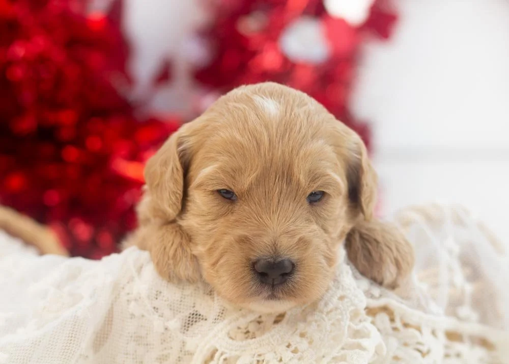 goldendoodle for sale