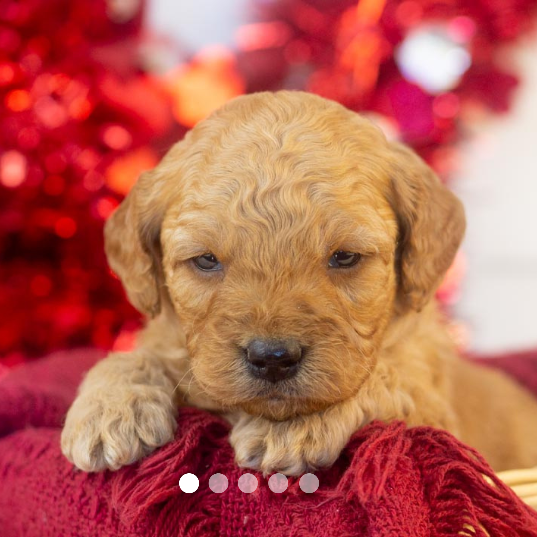 Copy of FBP Design.png