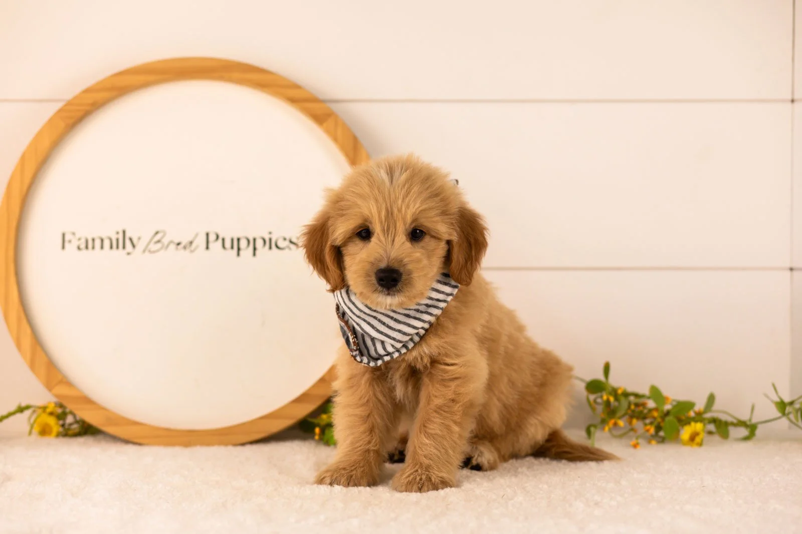 Ethan goldendoodle for sale(2).jpg