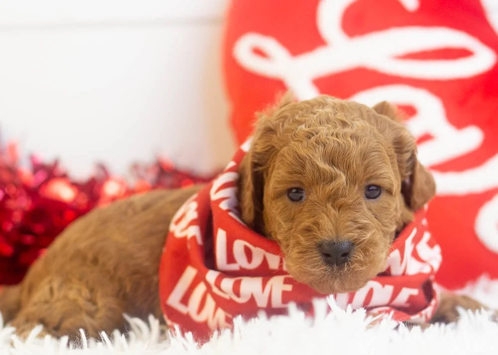 Ram goldendoodle for sale(2).jpg