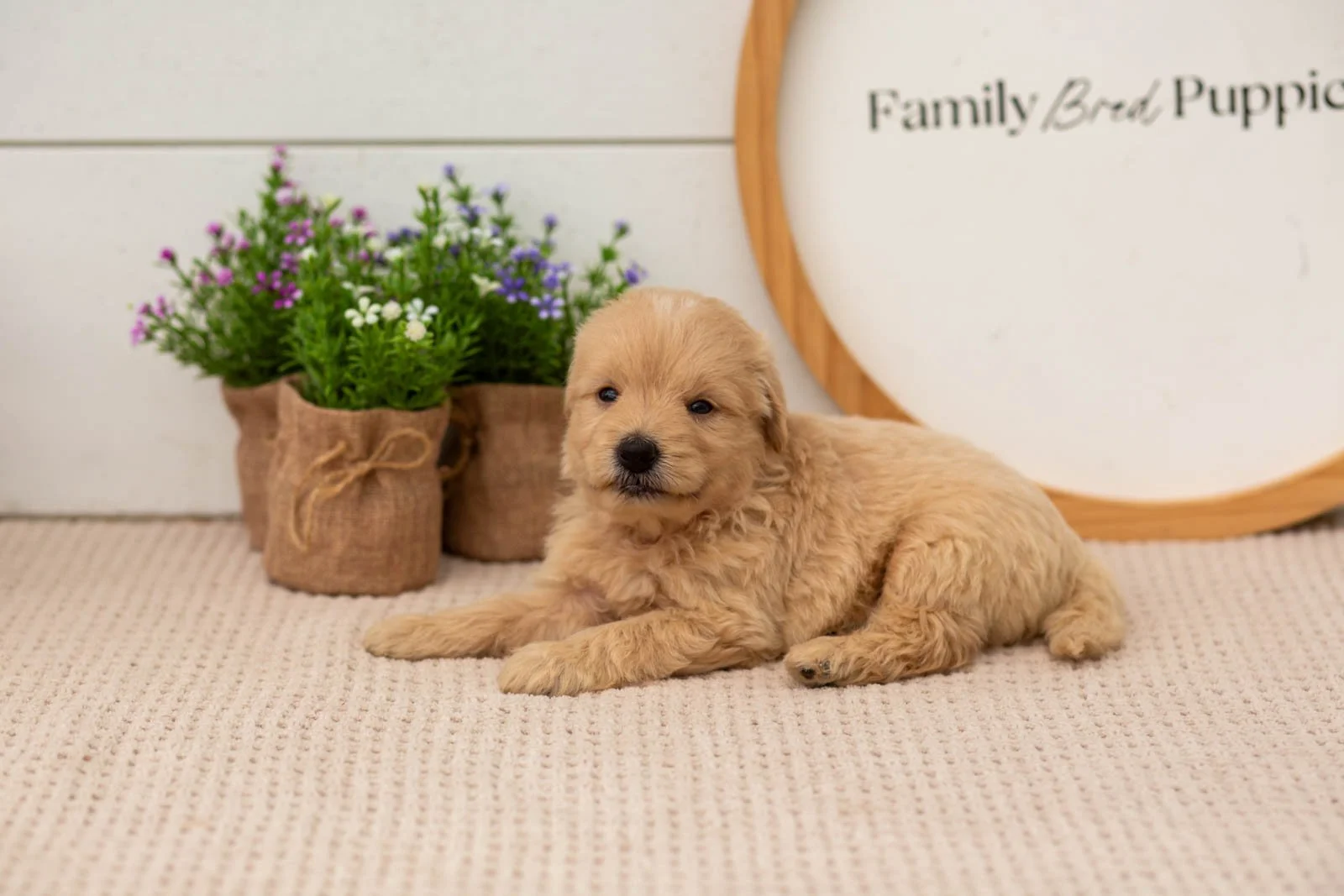 ellie goldendoodle for sale.jpg