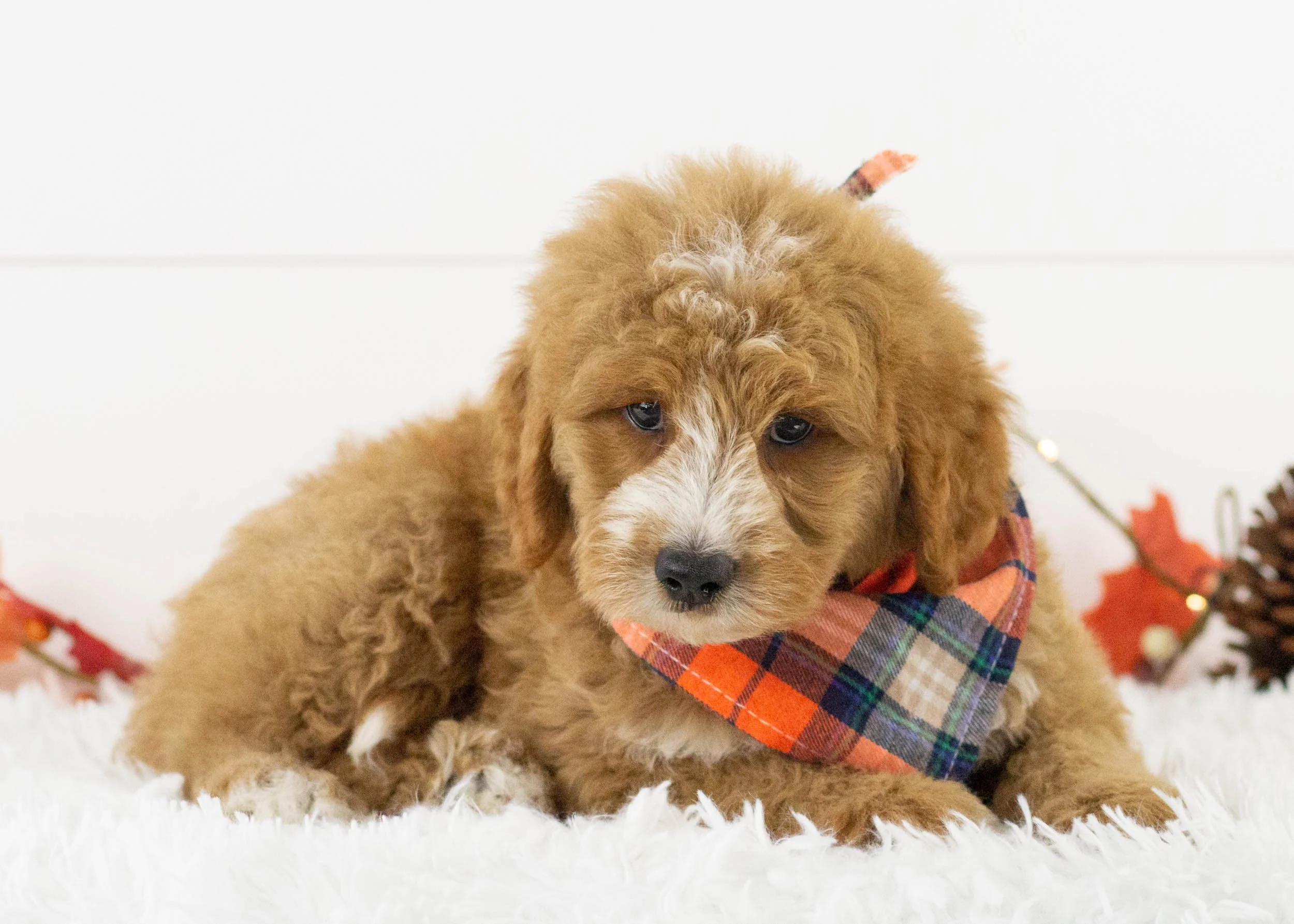 Hawk goldendoodle for sale(3).jpg