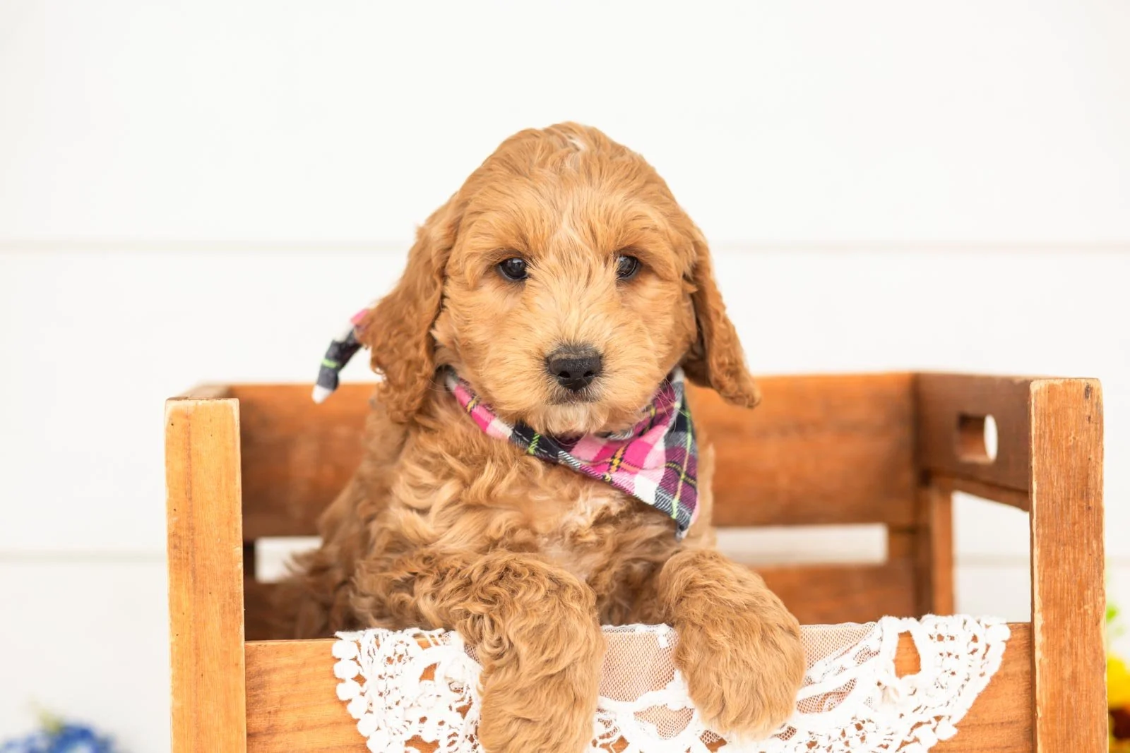 jim goldendoodle for sale(2).jpg