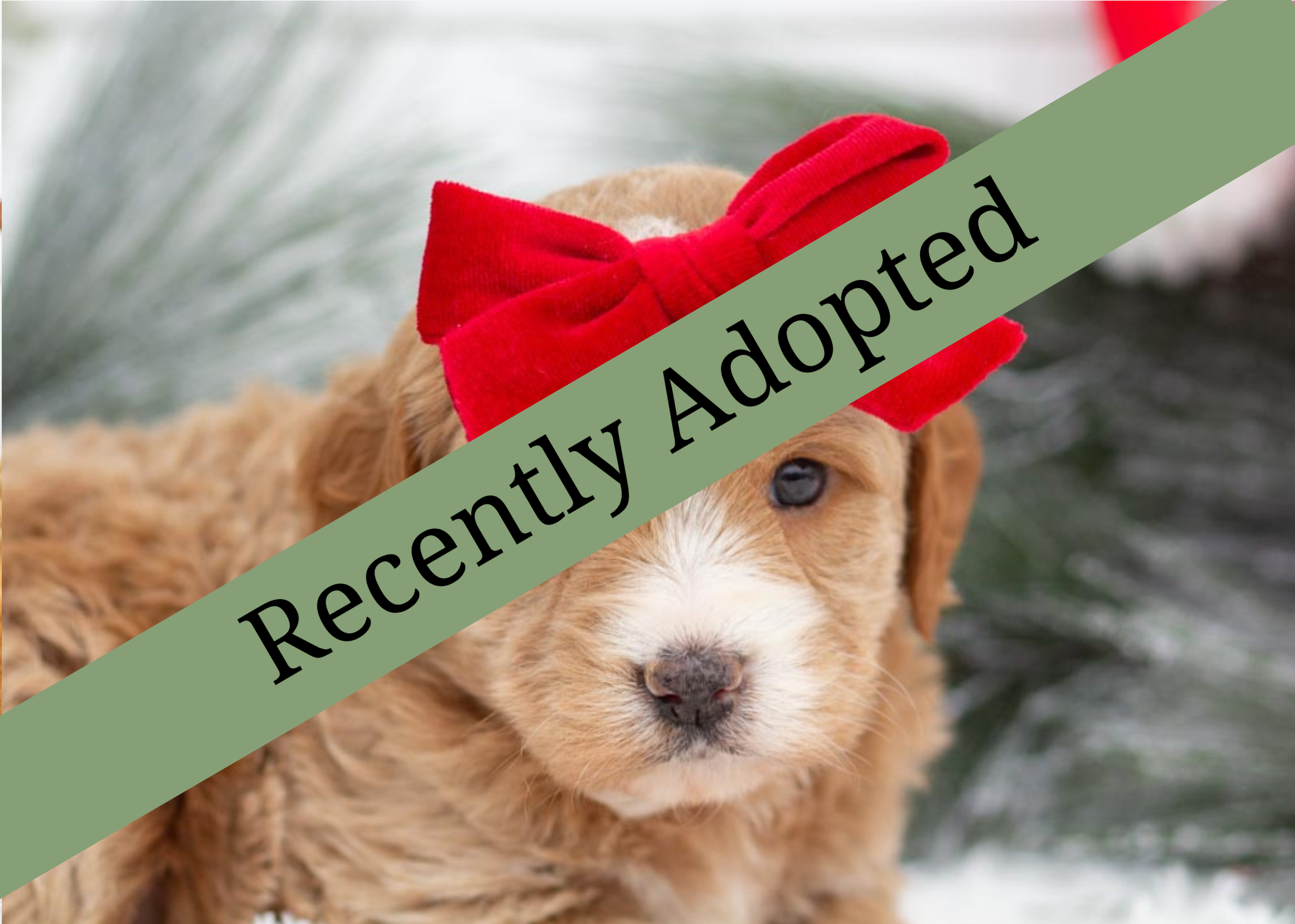 goldendoodles for sale