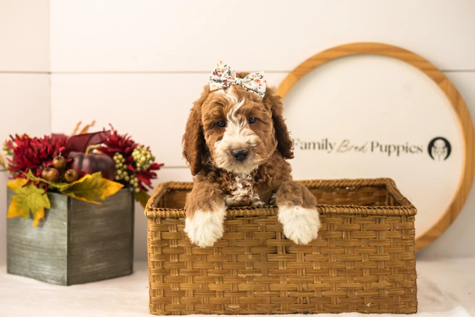 Lindsey goldendoodle for sale(1).jpg