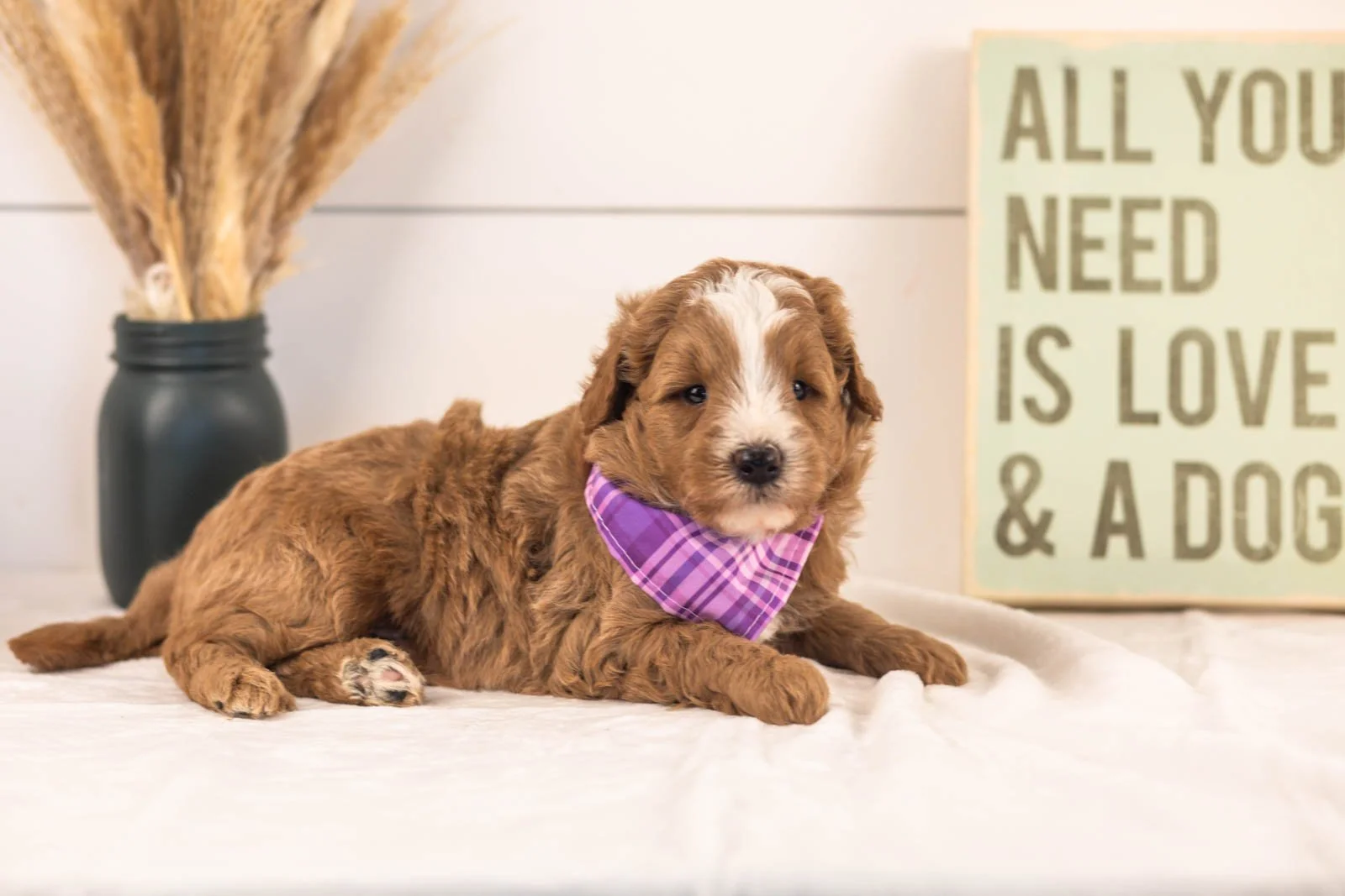 Miracle goldendoodle for sale(3).jpg