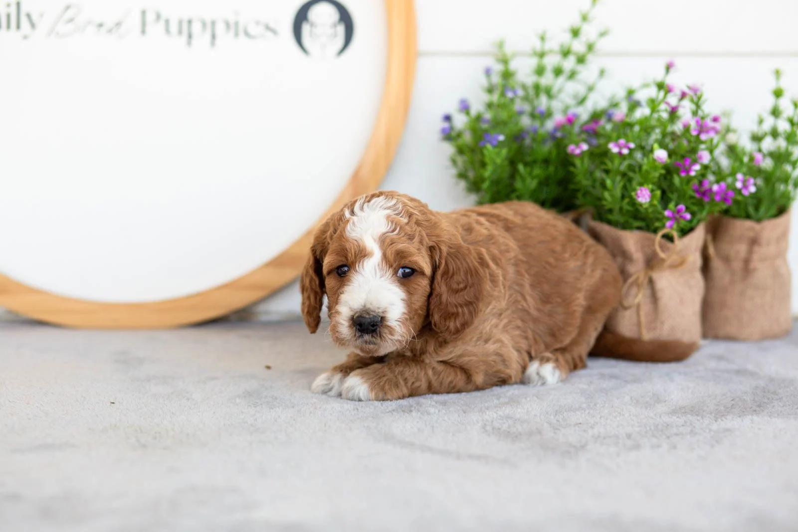 Peggy goldendoodle for sale.jpg