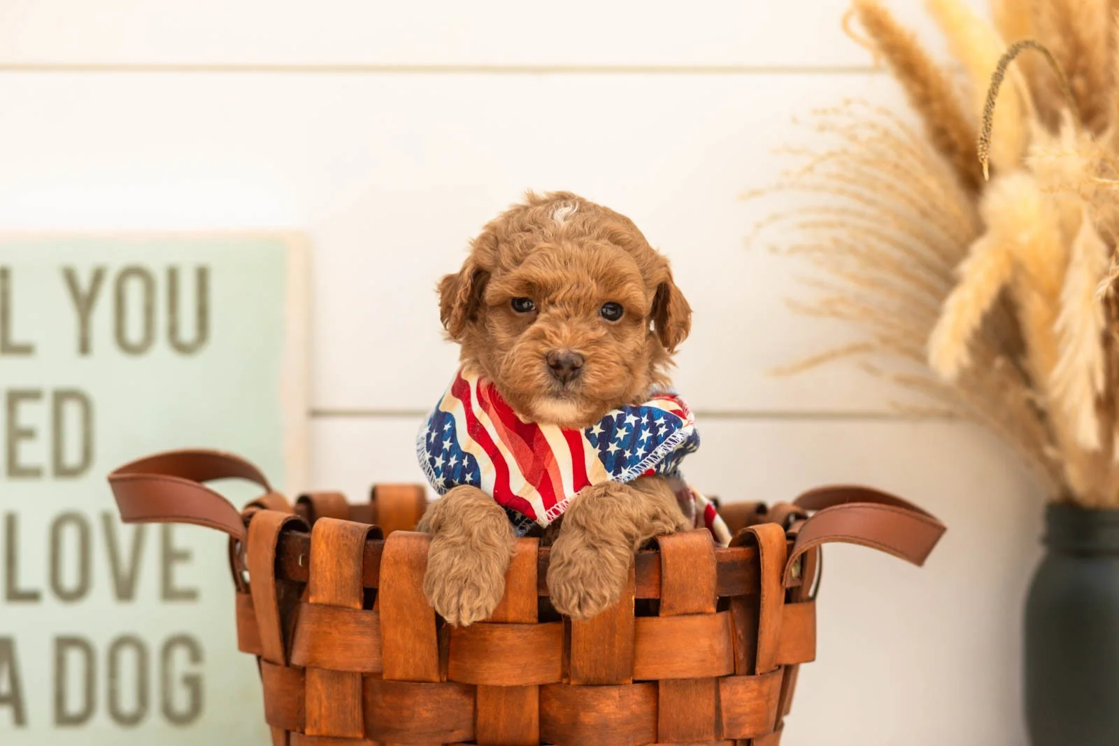 Oriole goldendoodle for sale.jpg