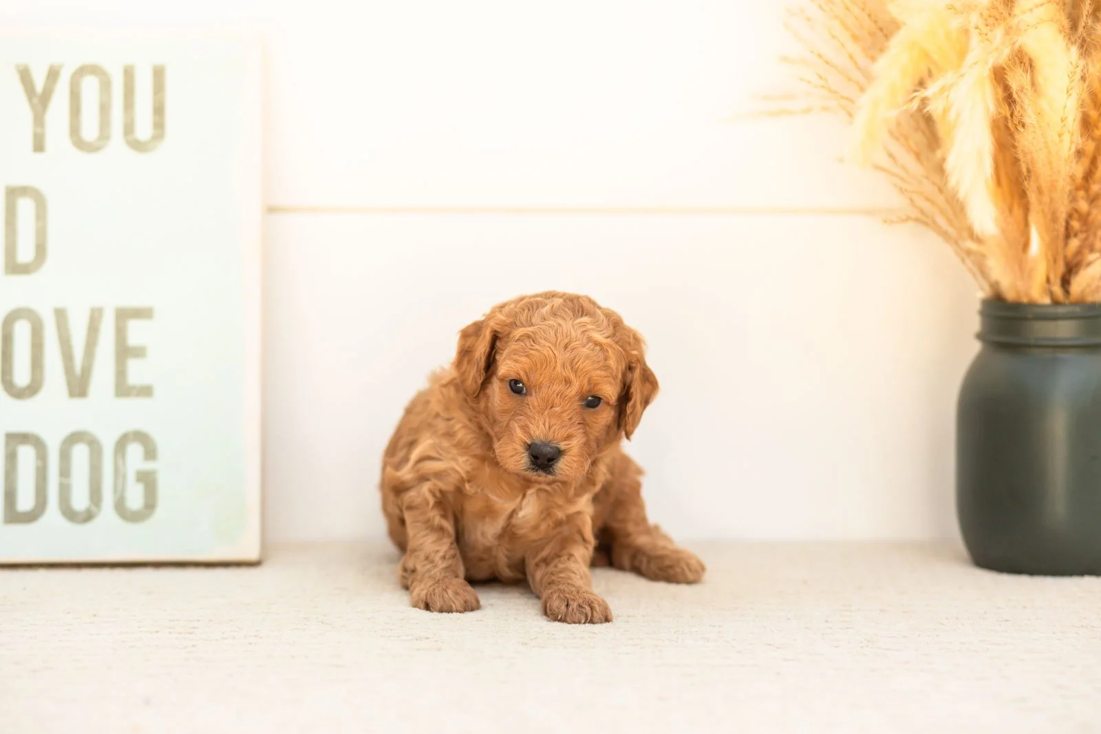 Cricket goldendoodle for sale(4).jpg
