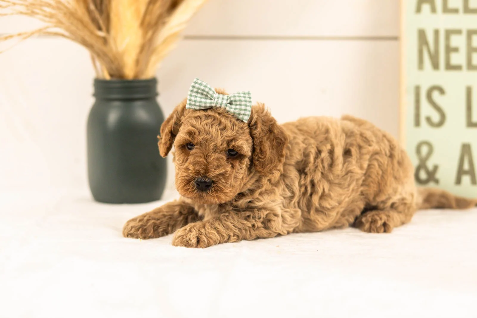 Lily goldendoodle for sale(4).jpg