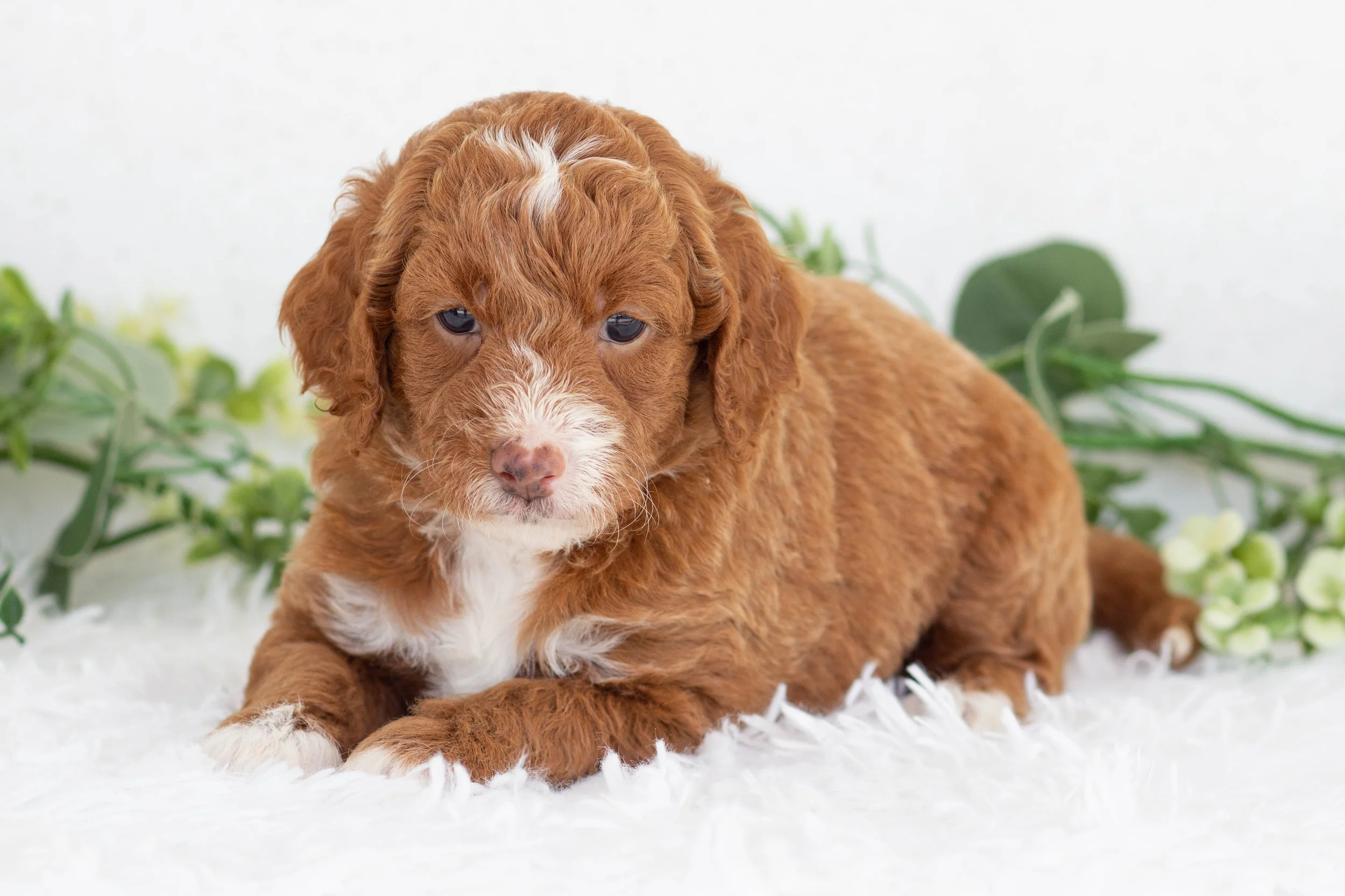 Oscar Goldendoodle for sale(1).jpg