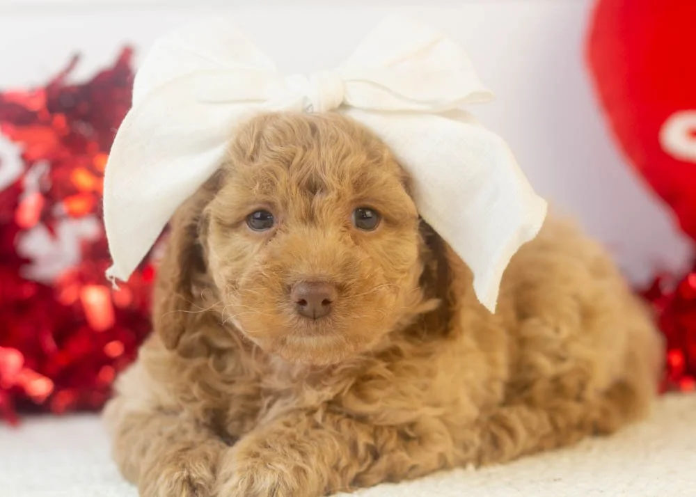 alabama goldendoodle for sale(3).jpg