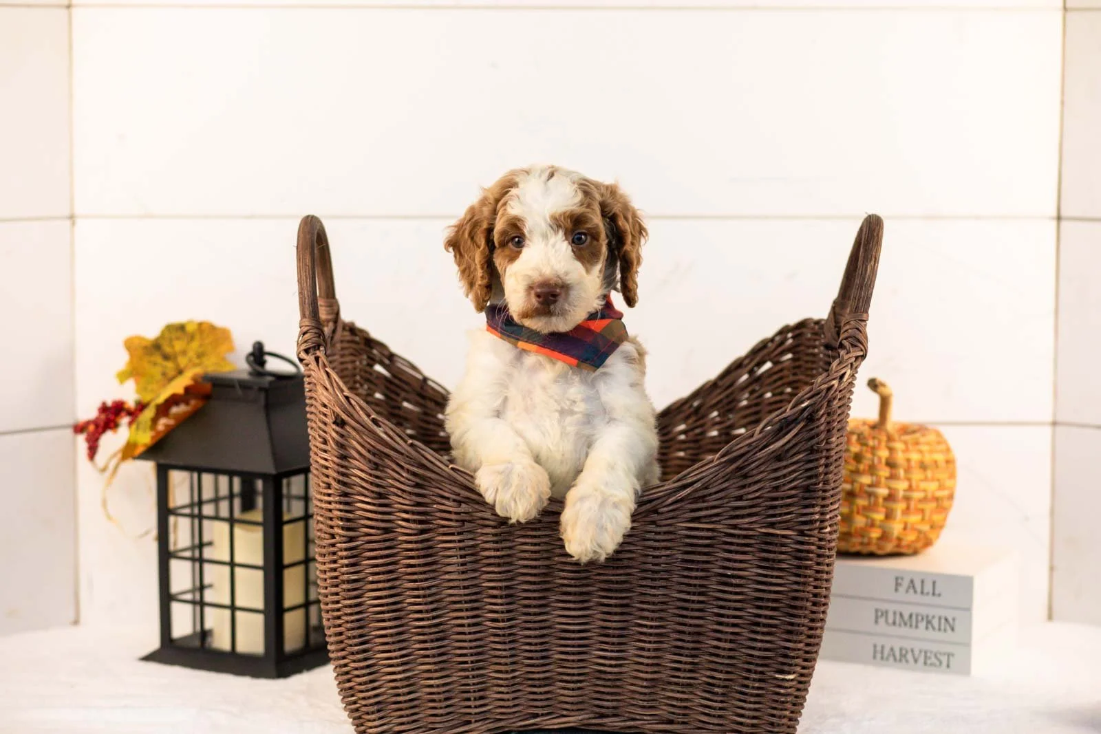 Brooks goldendoodle for sale 1.jpg
