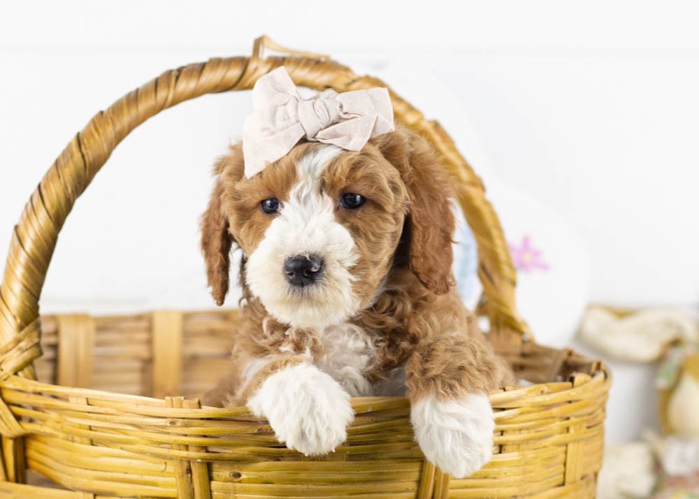 goldendoodle for sale