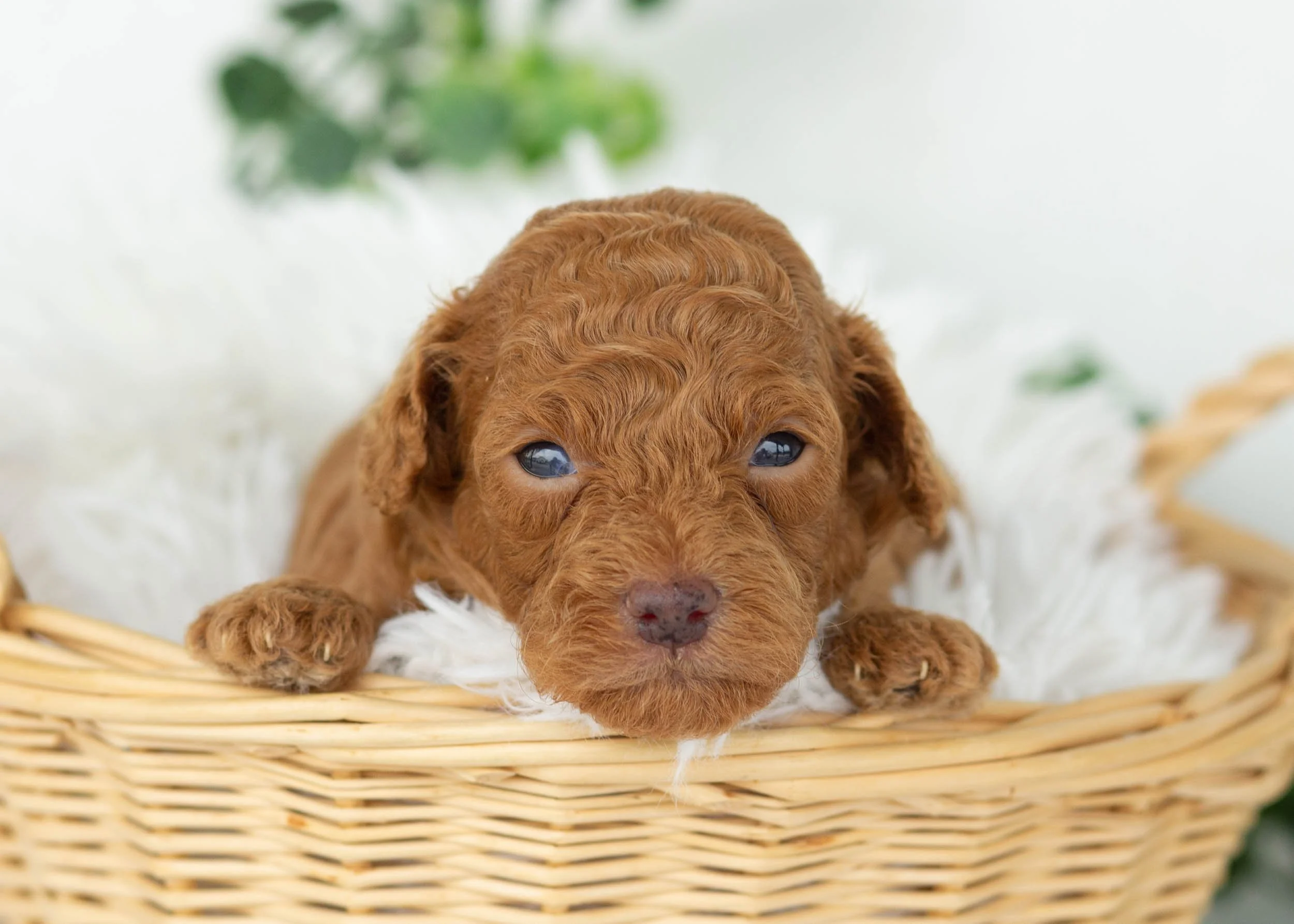 Edward Goldendoodles for sale(2).jpg