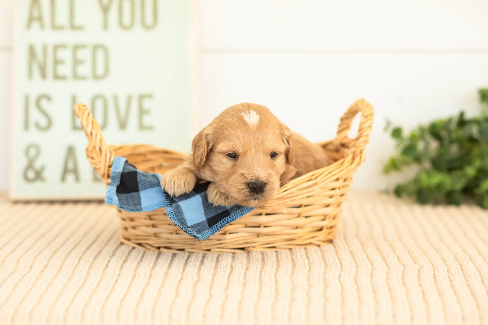 Amber goldendoodle for sale(1).jpg