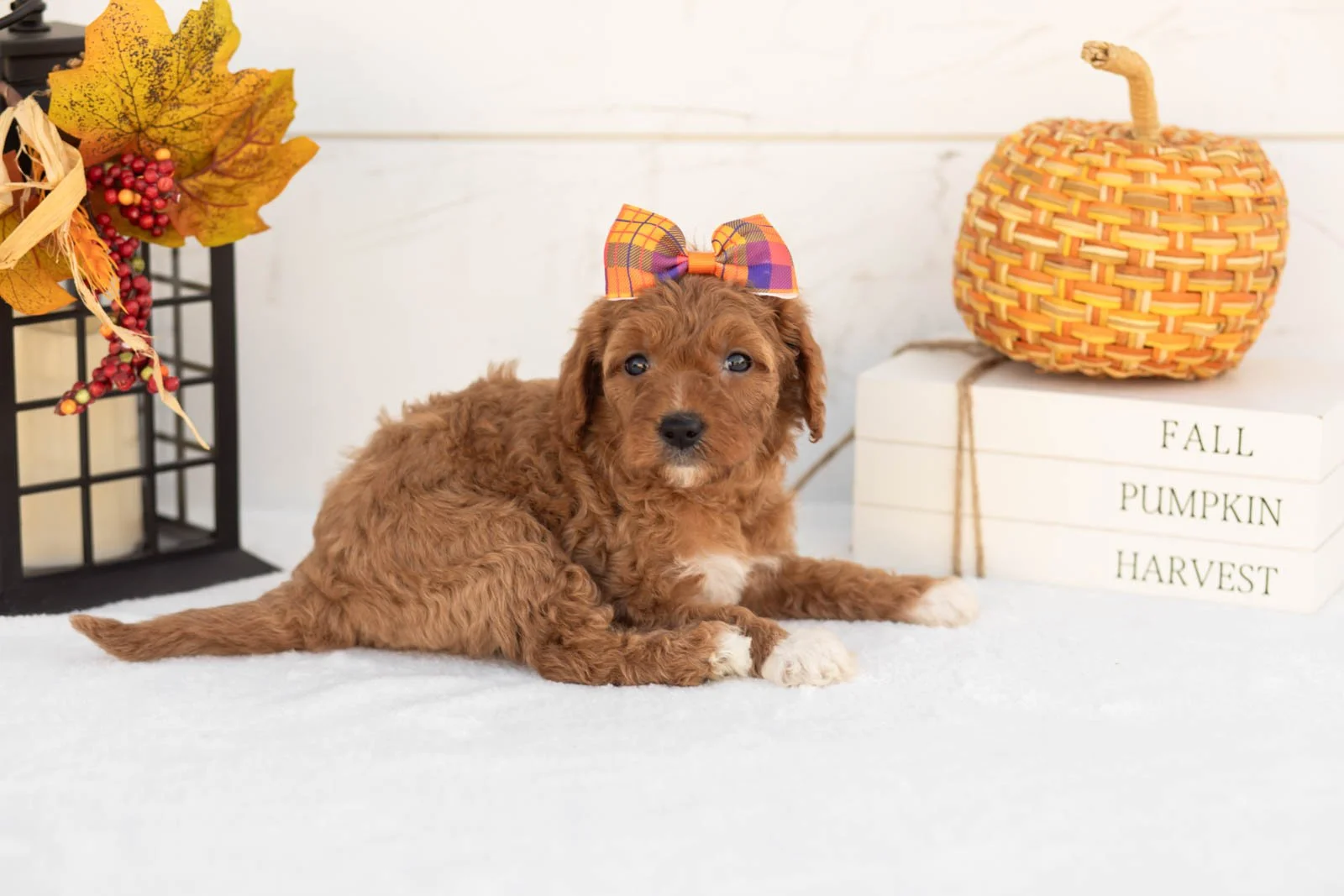 Juniper goldendoodle for sale 5.jpg