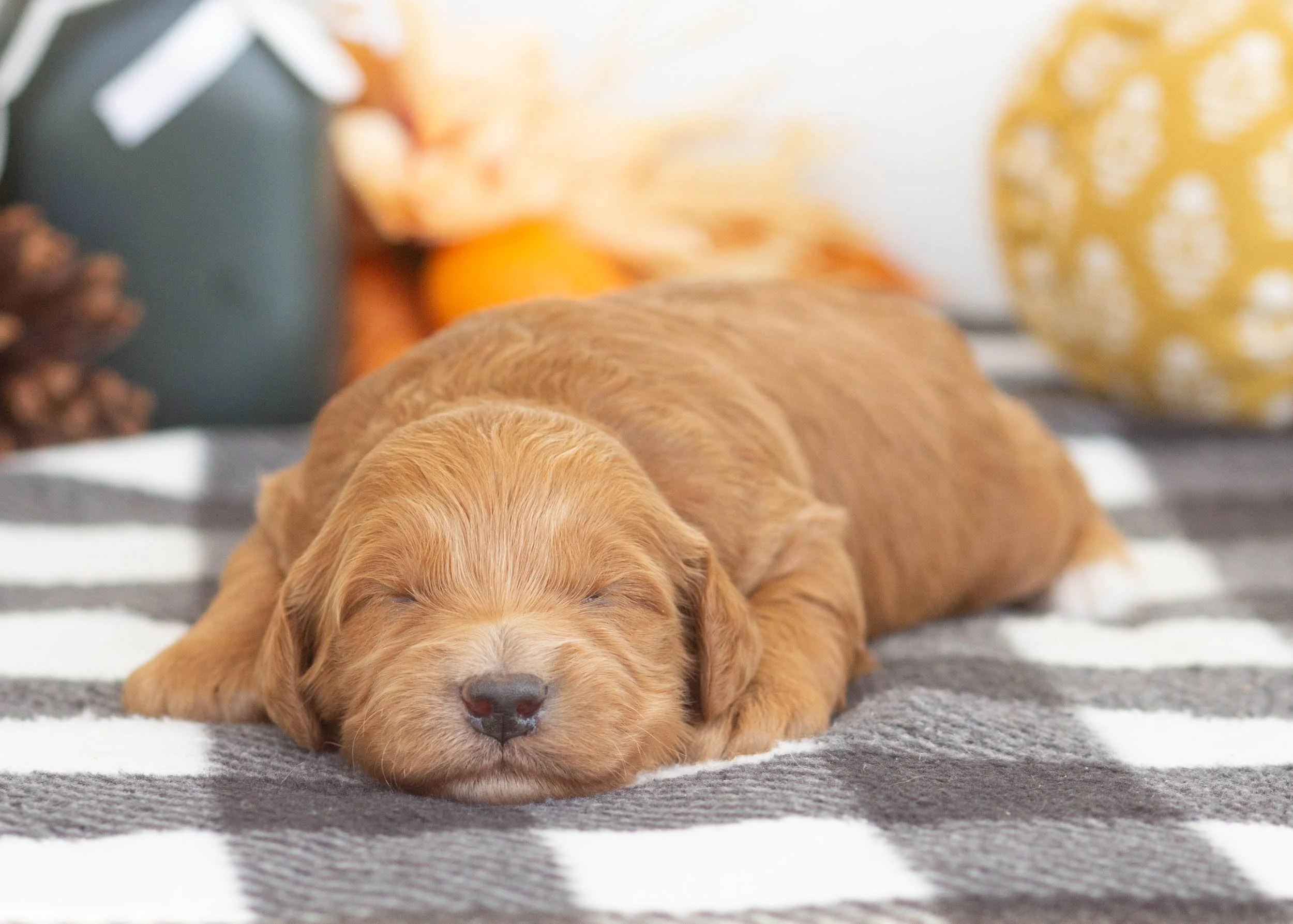 Landry goldendoodle for sale.jpg